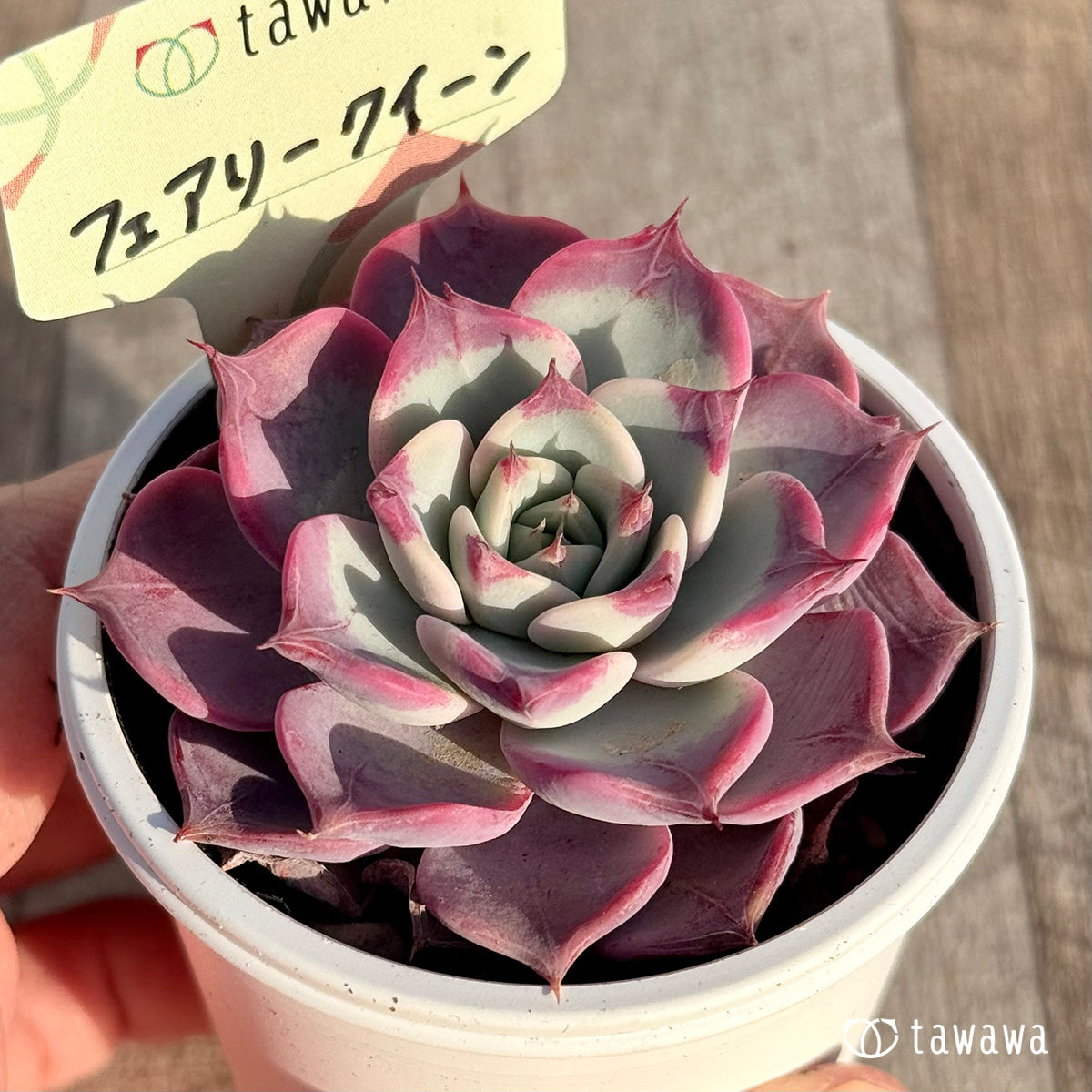フェアリークイーン 【tawawaハウス苗】
