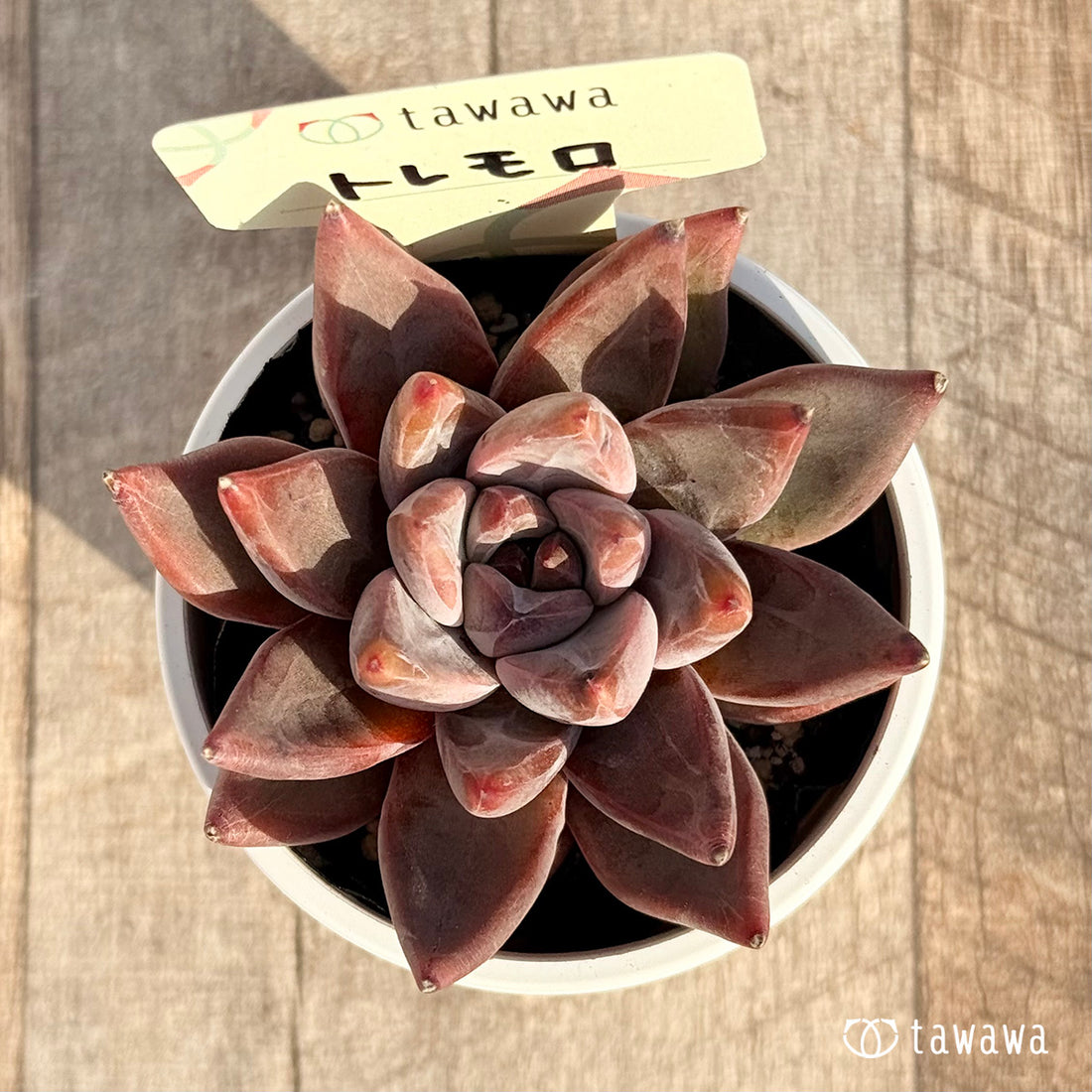 トレモロ 【tawawaハウス苗】