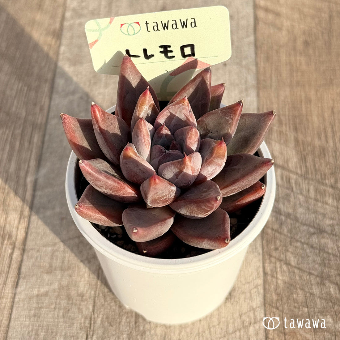 トレモロ 【tawawaハウス苗】