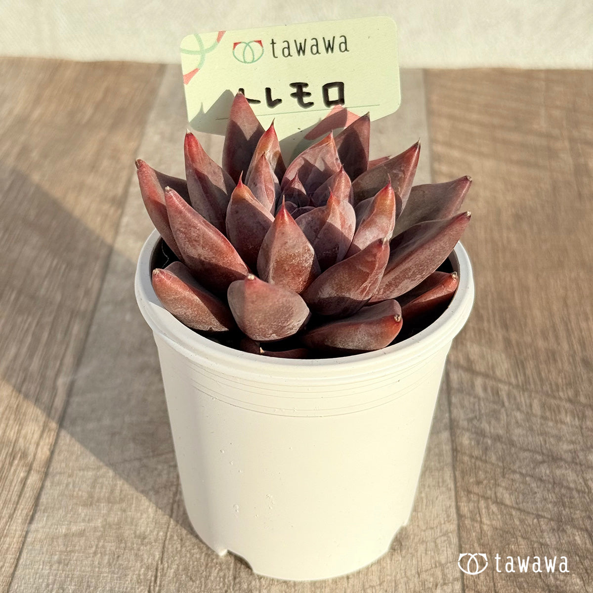トレモロ 【tawawaハウス苗】