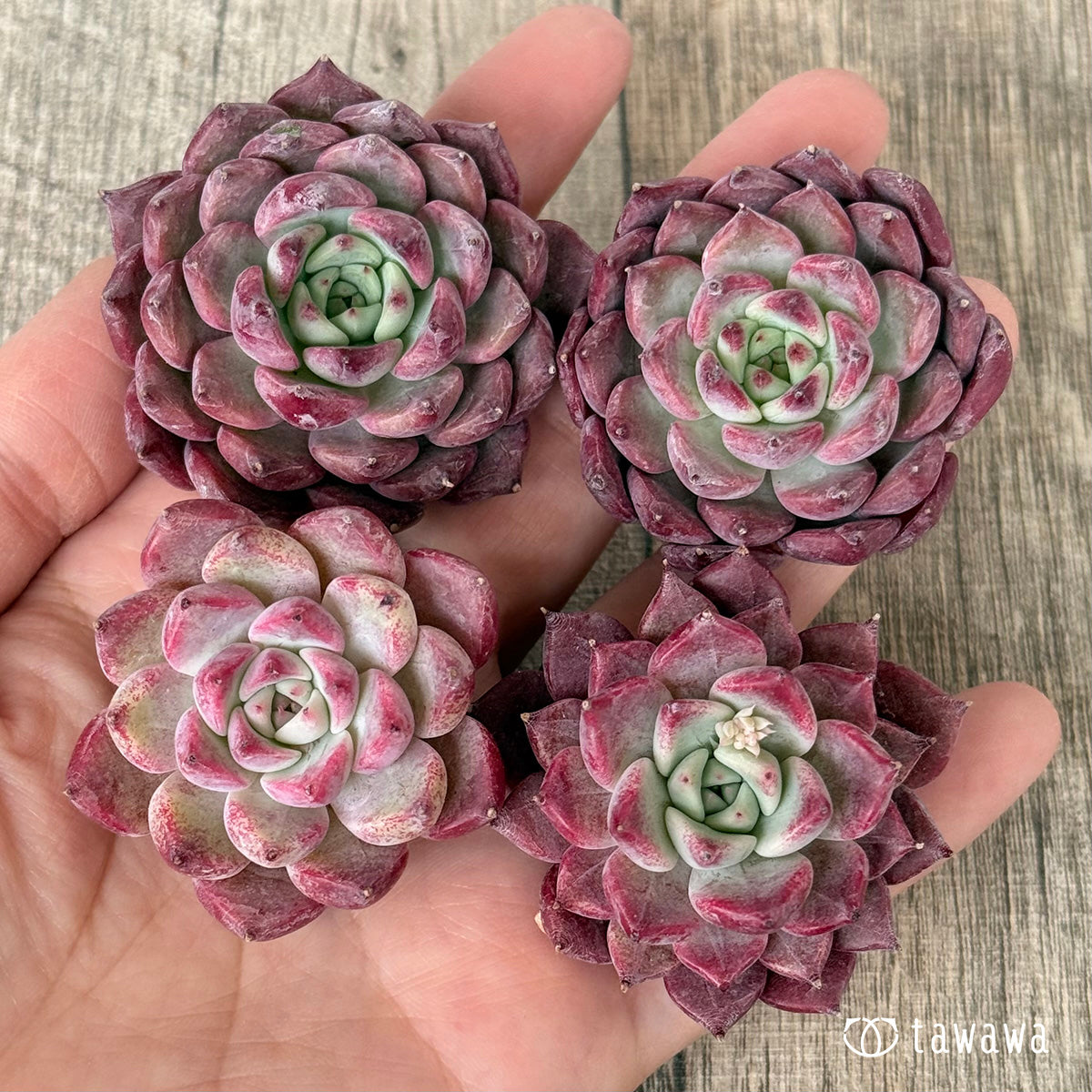 【2/18発売】マゼンタ(チャンヒー農園苗)