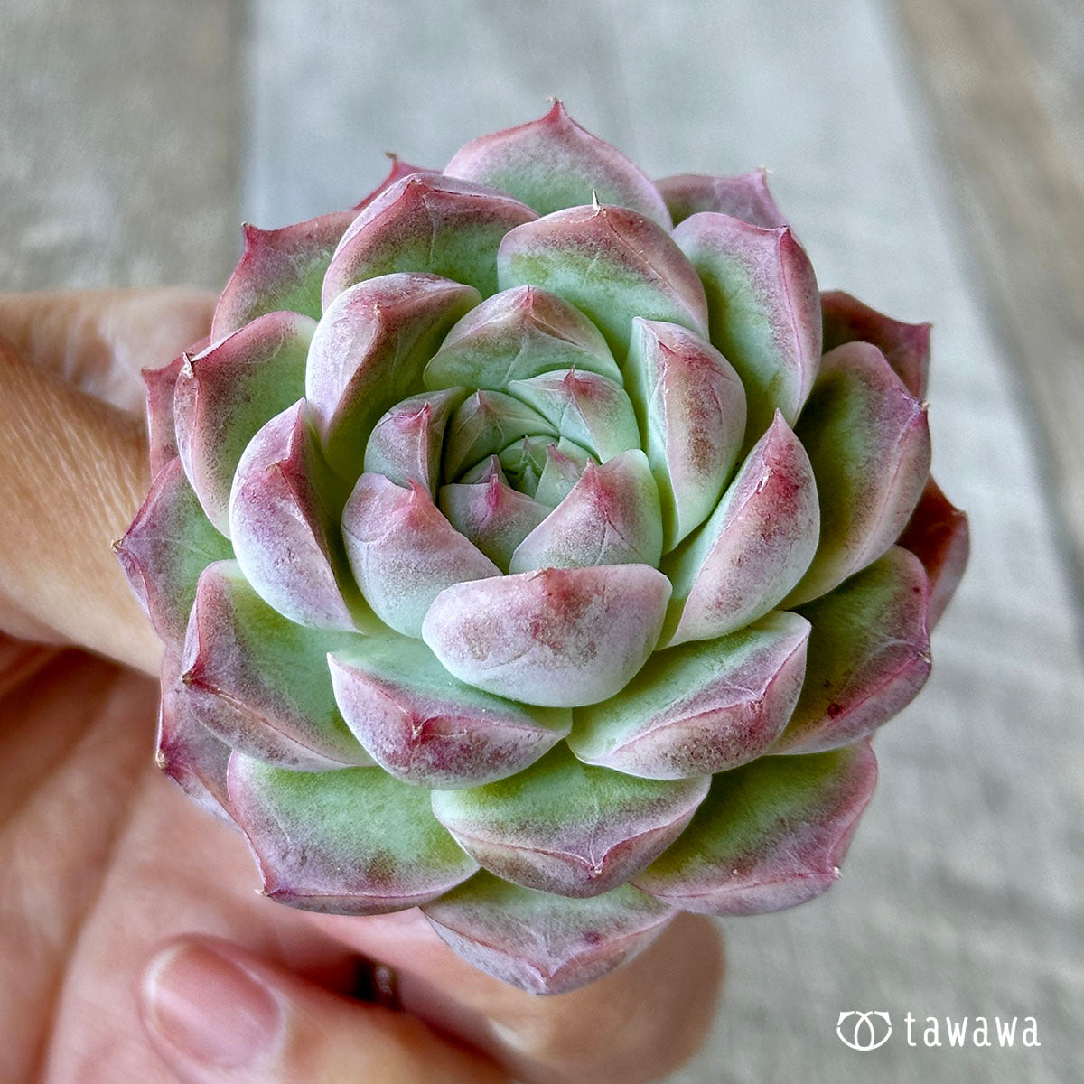 Pink eyeshadow