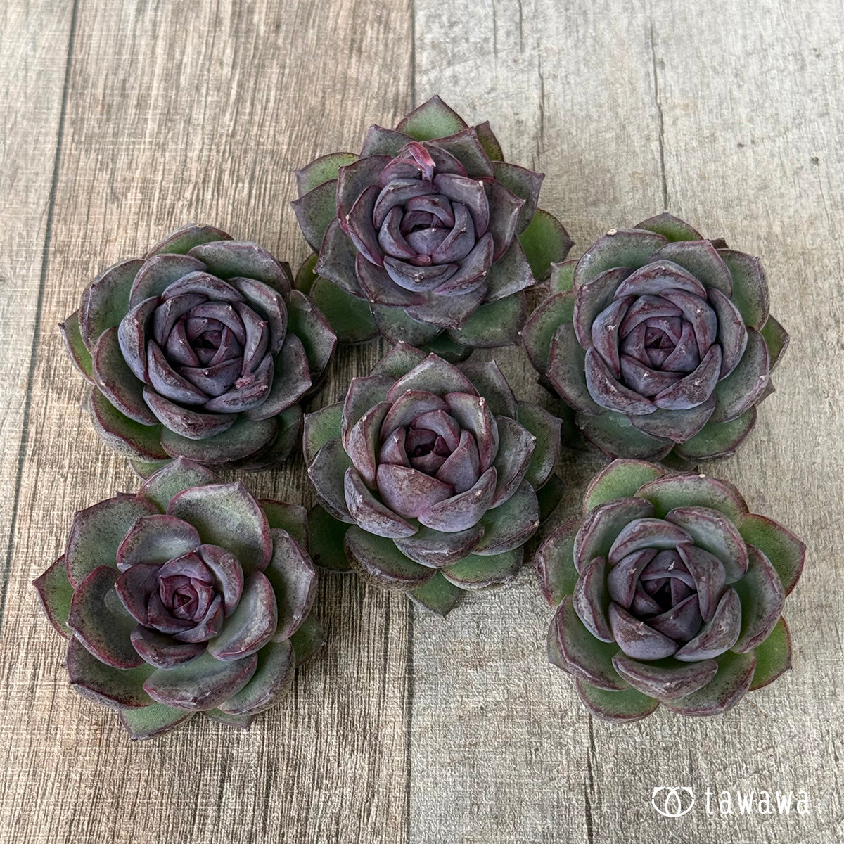 New Arrivals: Ice Green