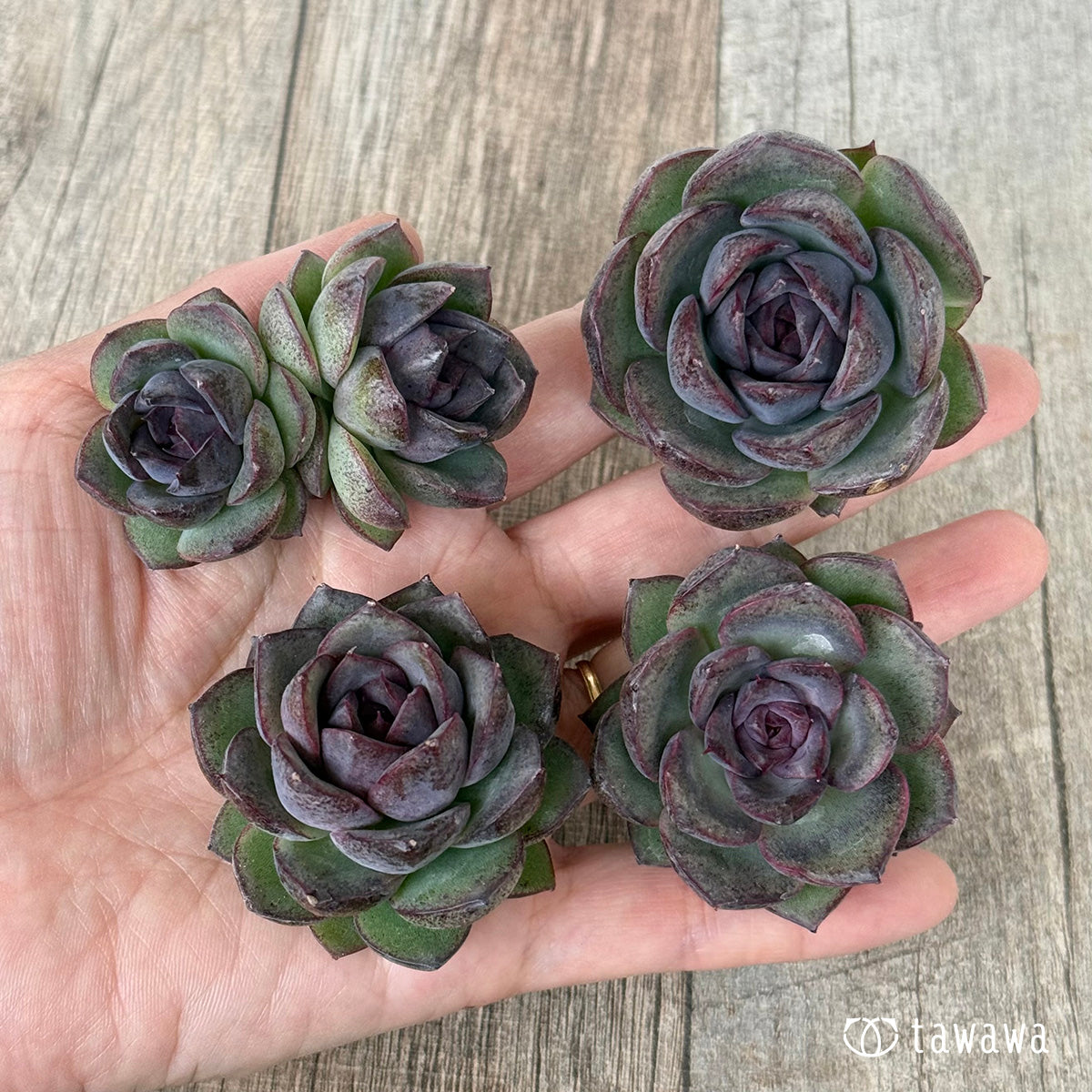 New Arrivals: Ice Green