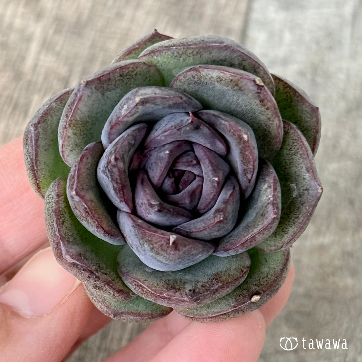 New Arrivals: Ice Green