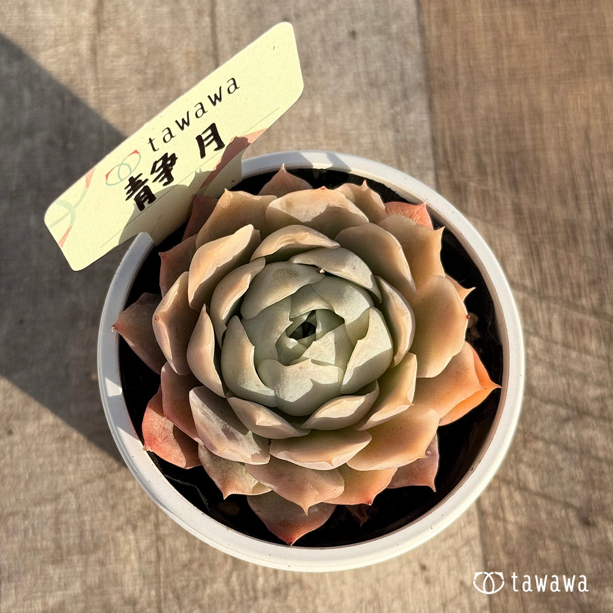 静月 【tawawaハウス苗】