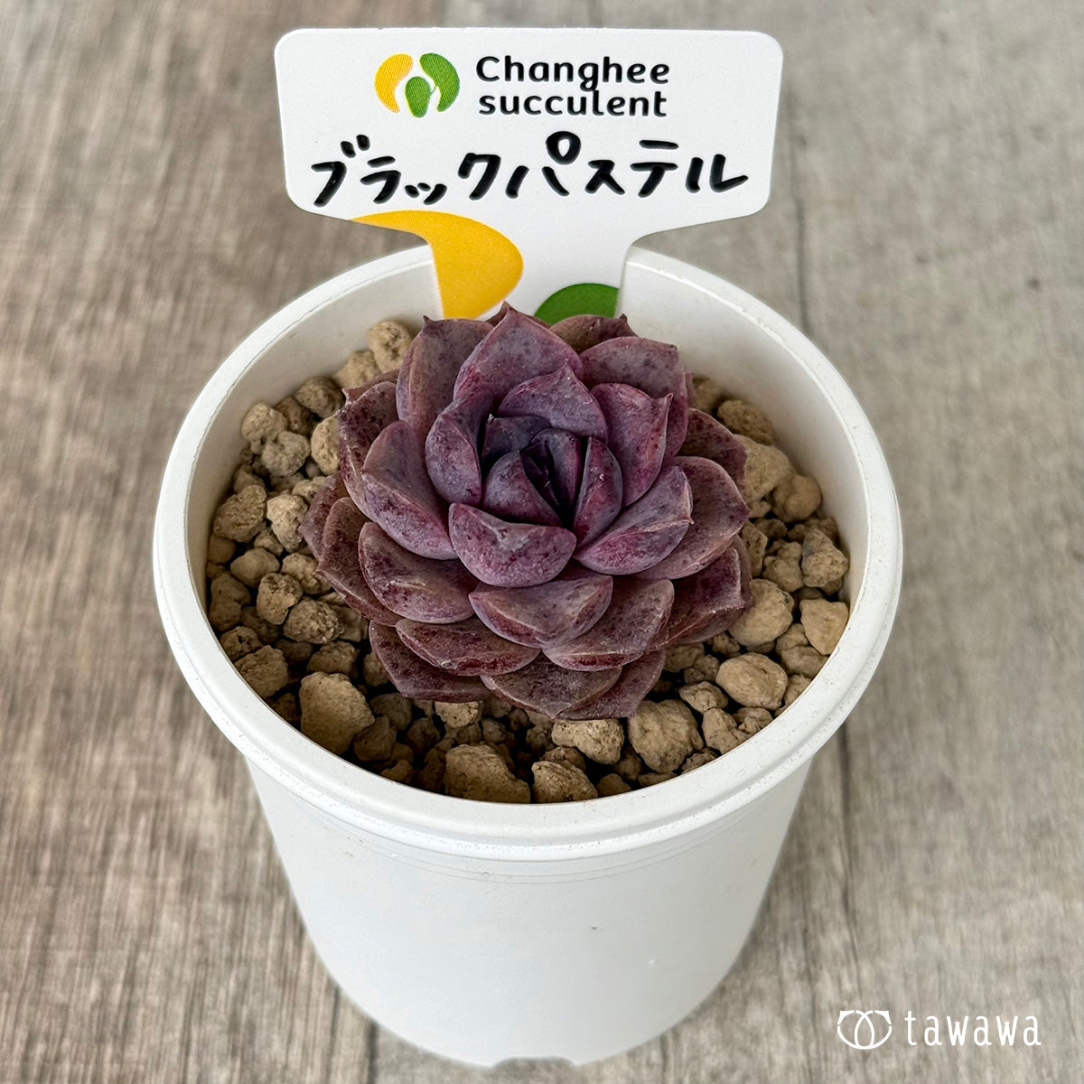 ブラックパステル(チャンヒー農園苗)