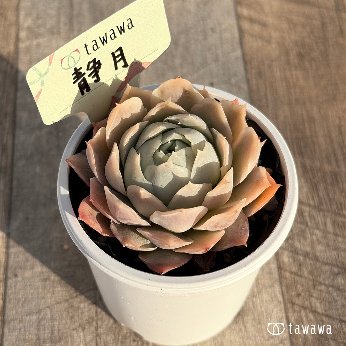 静月 【tawawaハウス苗】