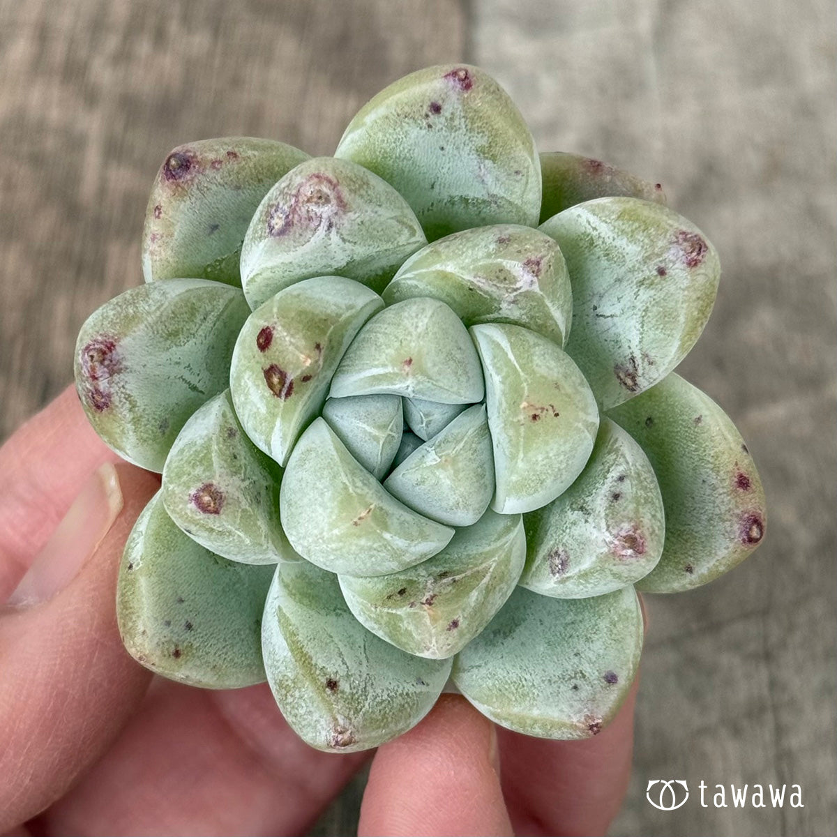 *新入荷* コロラータタパルパ×ドドリー(チャンヒー農園苗)