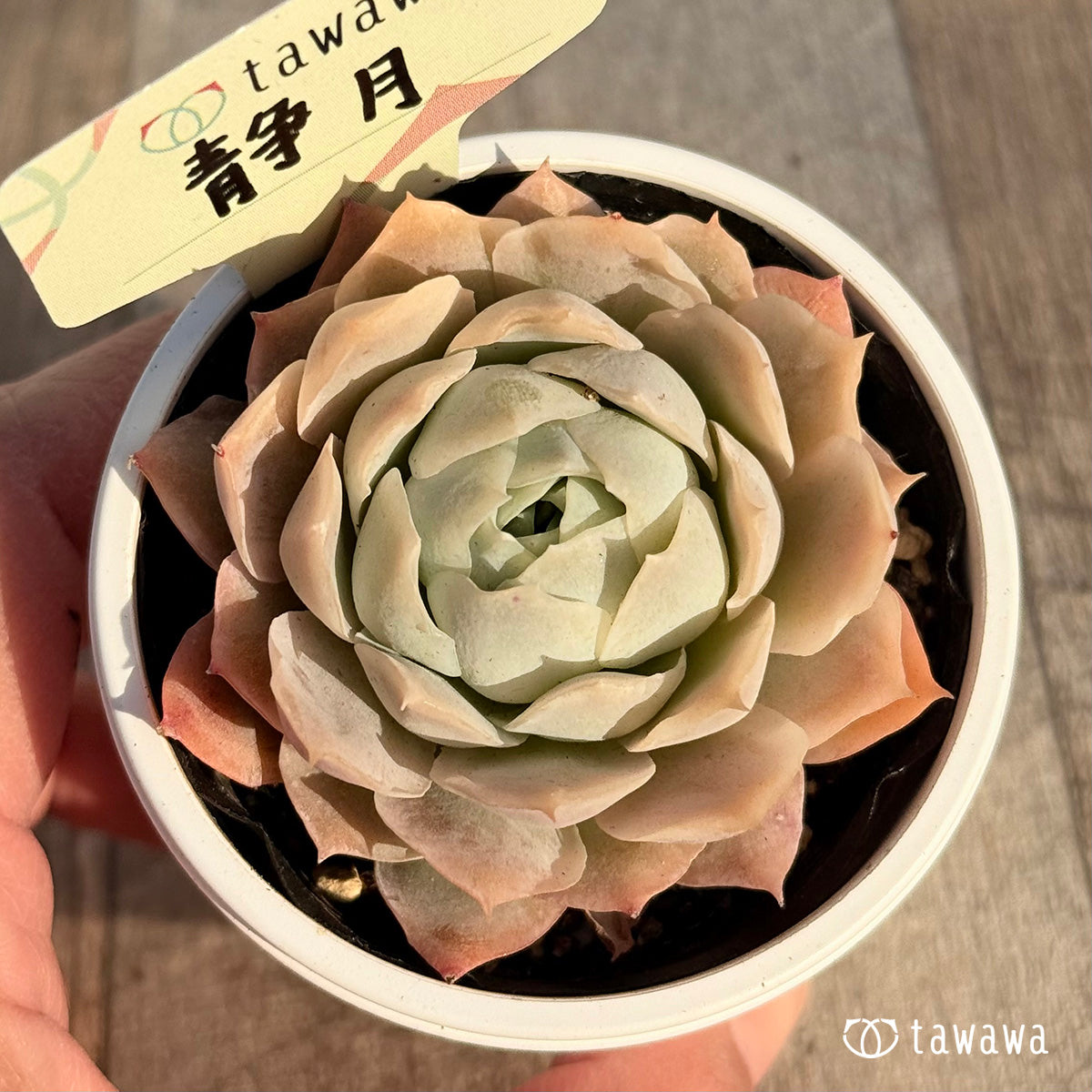 静月 【tawawaハウス苗】