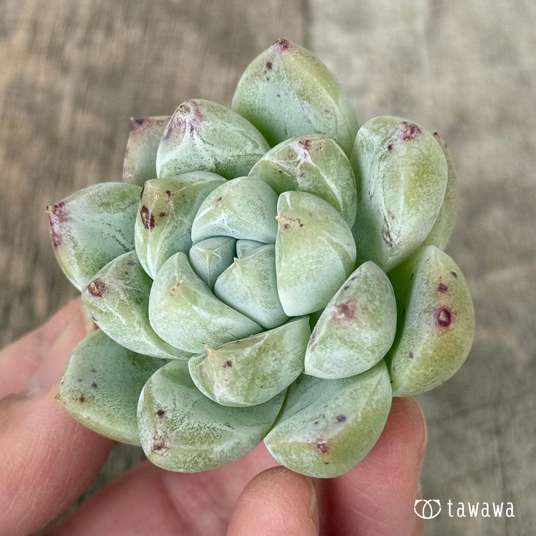 New Arrivals: Ice Green