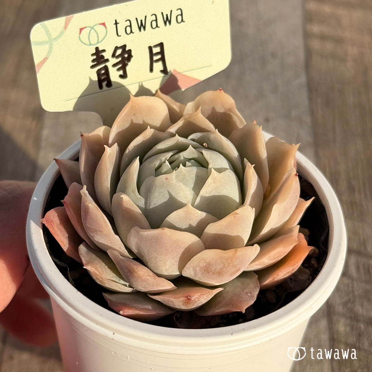 静月 【tawawaハウス苗】