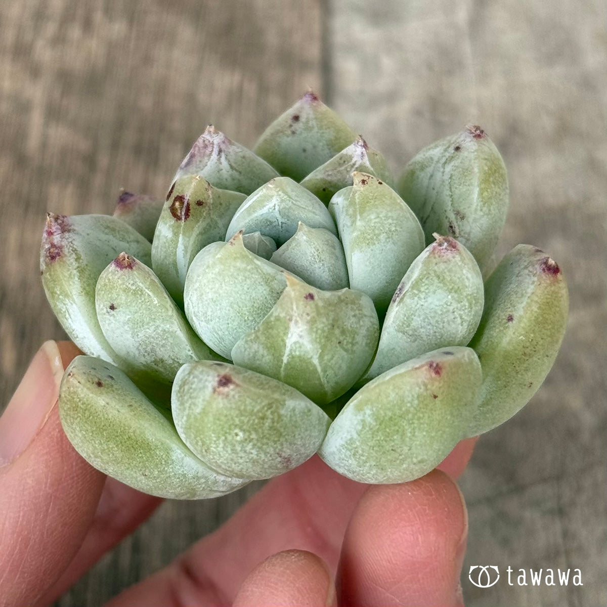 *新入荷* コロラータタパルパ×ドドリー(チャンヒー農園苗)