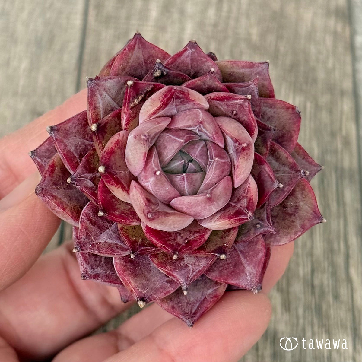 *新入荷* P.03(チャンヒー農園苗)