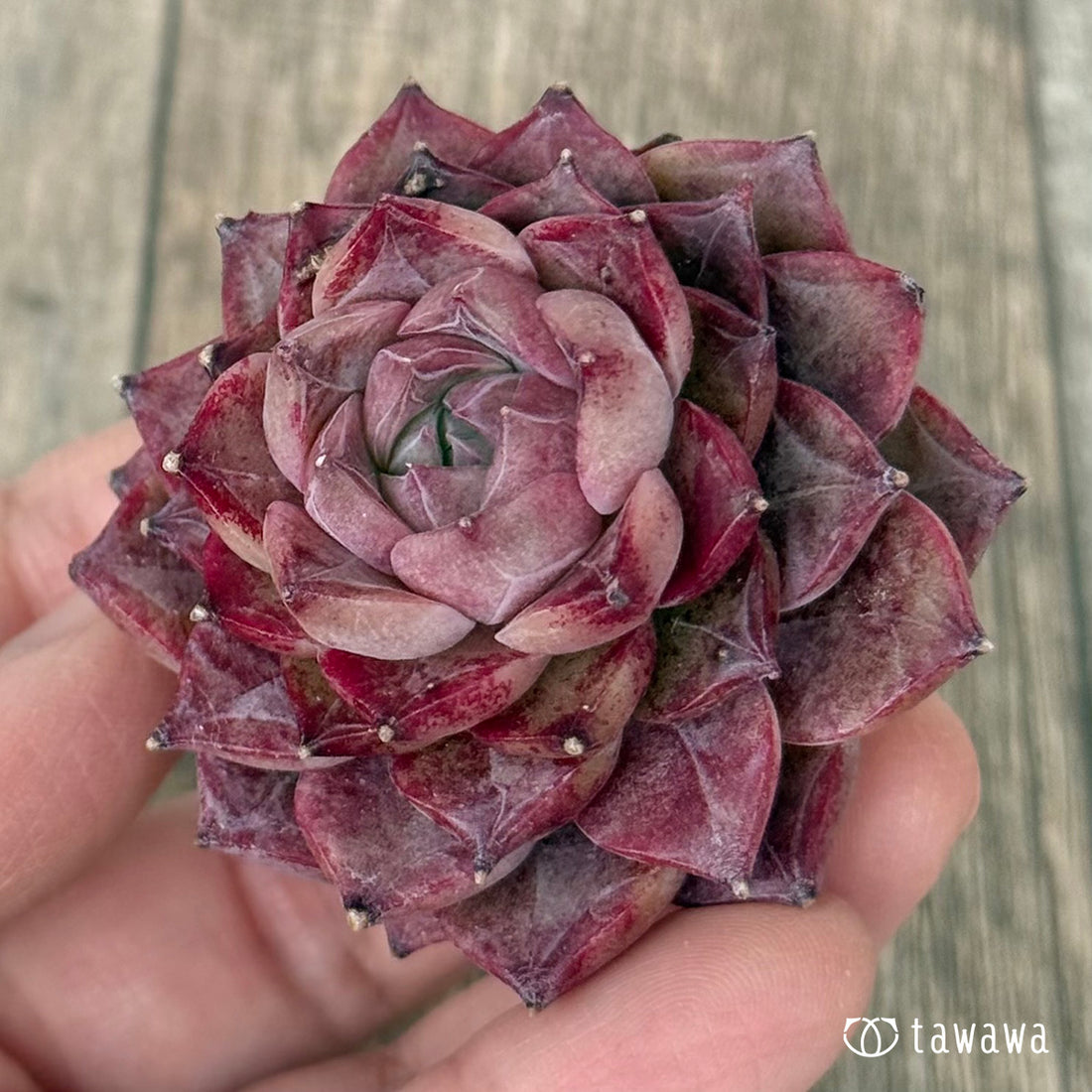 *新入荷* P.03(チャンヒー農園苗)