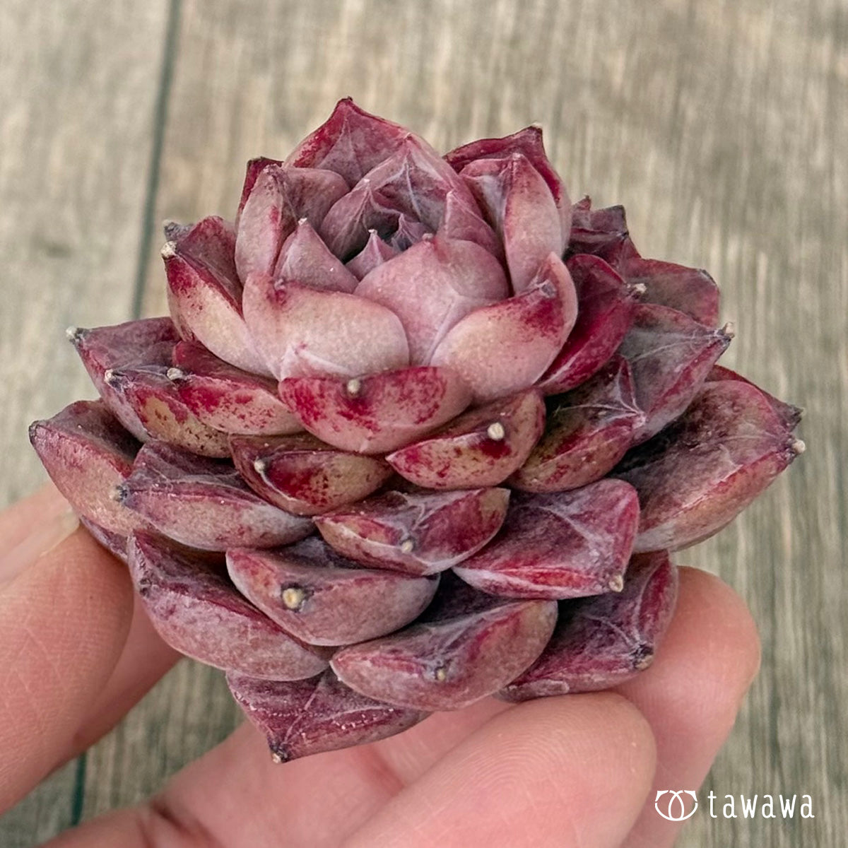 *新入荷* P.03(チャンヒー農園苗)