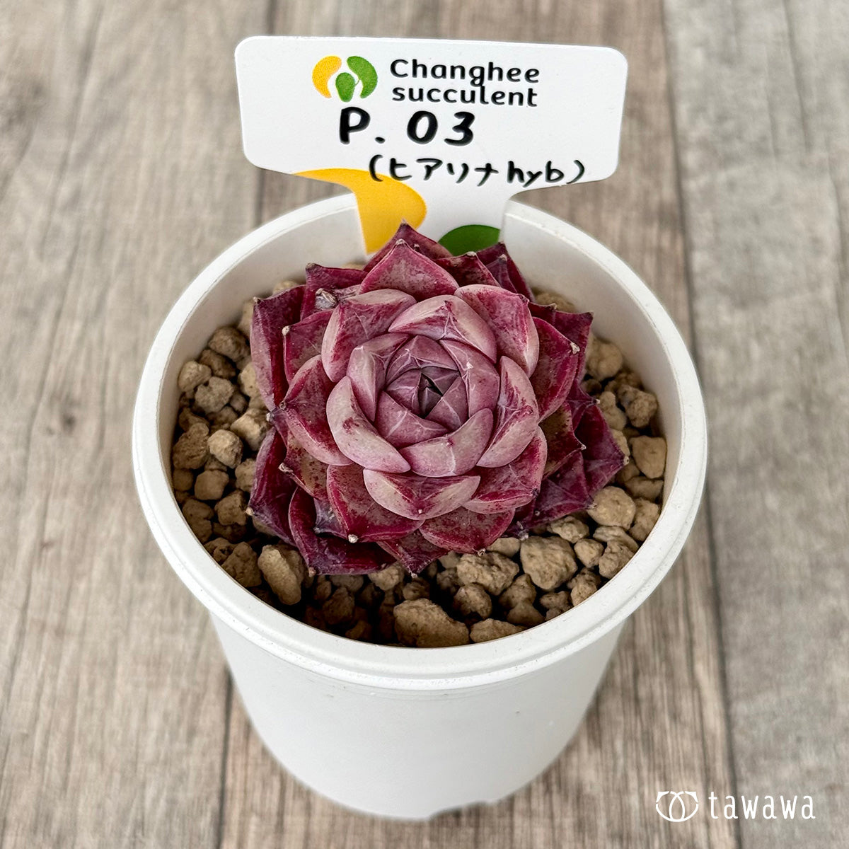 *新入荷* P.03(チャンヒー農園苗)