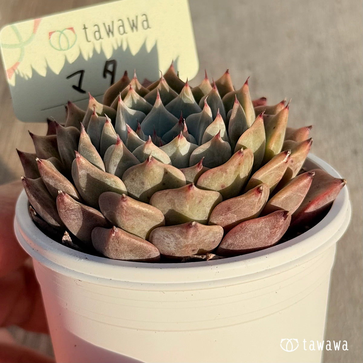 マタ 【tawawaハウス苗】