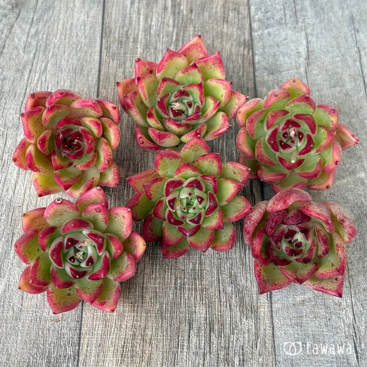 【2/18発売】ロザリウム(チャンヒー農園苗)