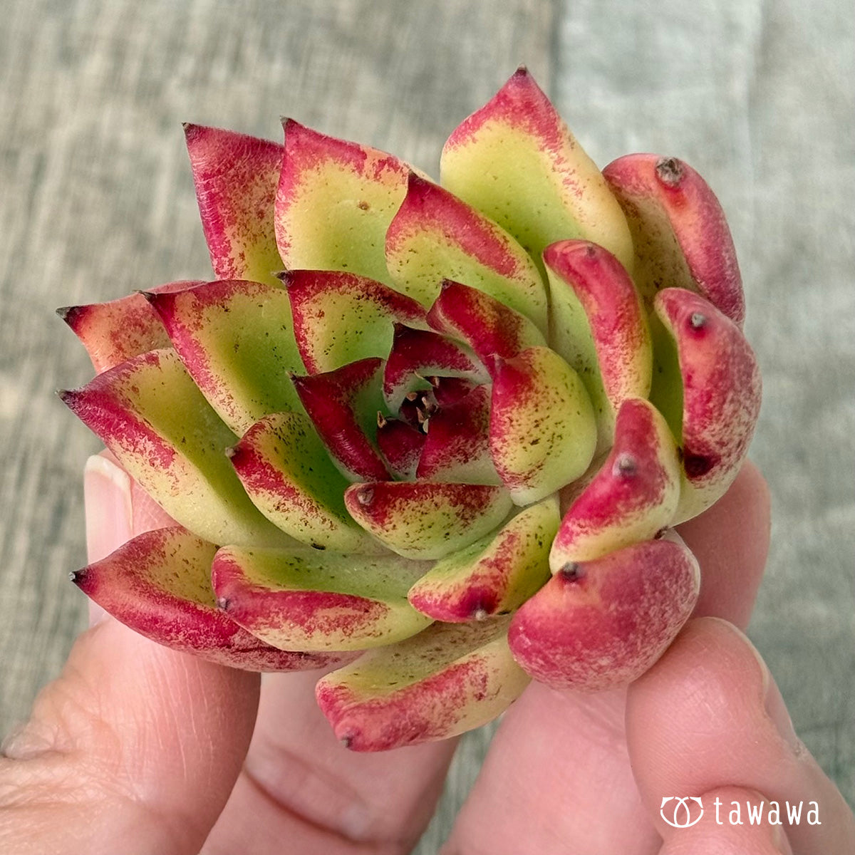 【2/18発売】ロザリウム(チャンヒー農園苗)