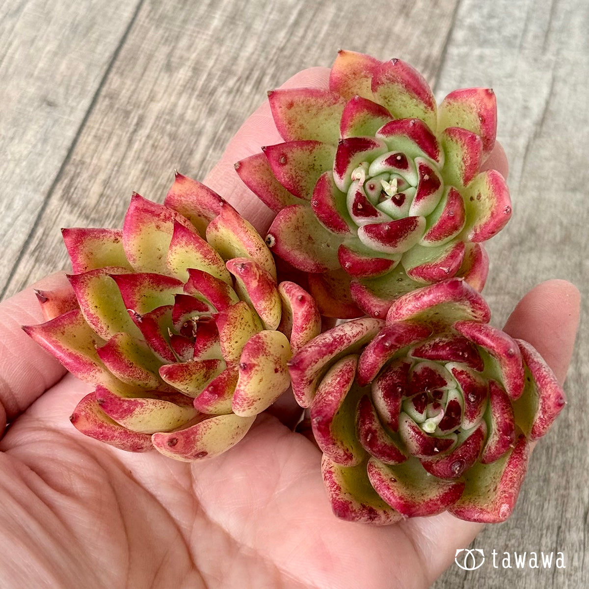 【2/18発売】ロザリウム(チャンヒー農園苗)