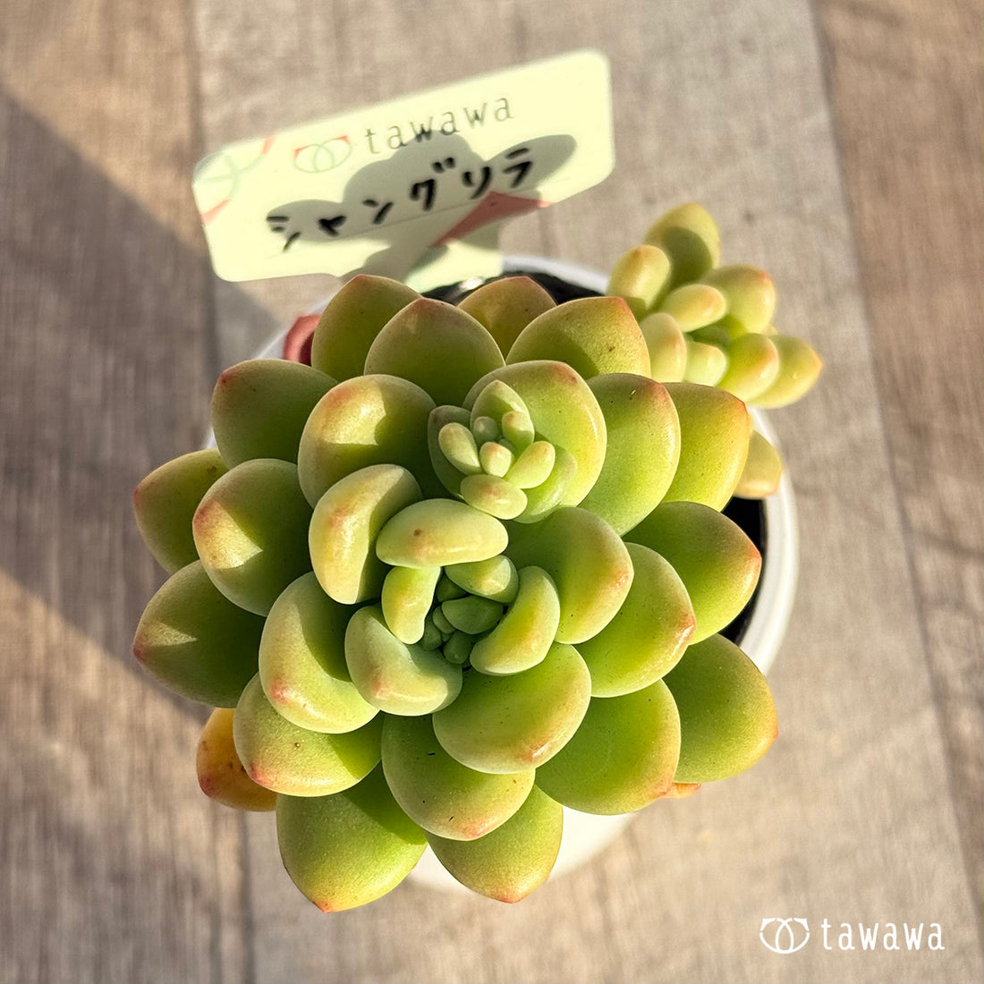 シャングリラ 【tawawaハウス苗】