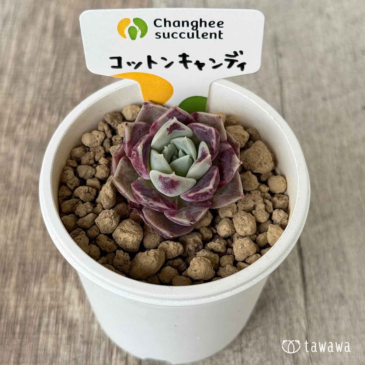 *新入荷* コットンキャンディ(チャンヒー農園苗)