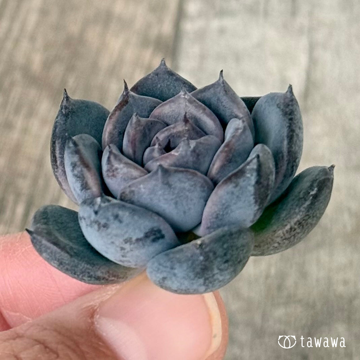 *新入荷* サラブラック(チャンヒー農園苗)