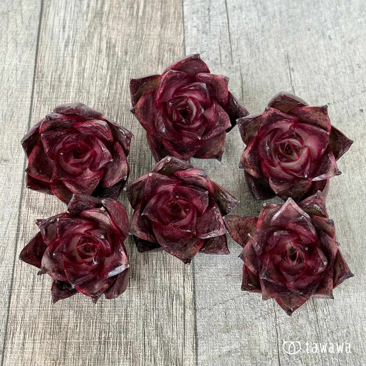 *新入荷* ファイヤーフォックス(チャンヒー農園苗)