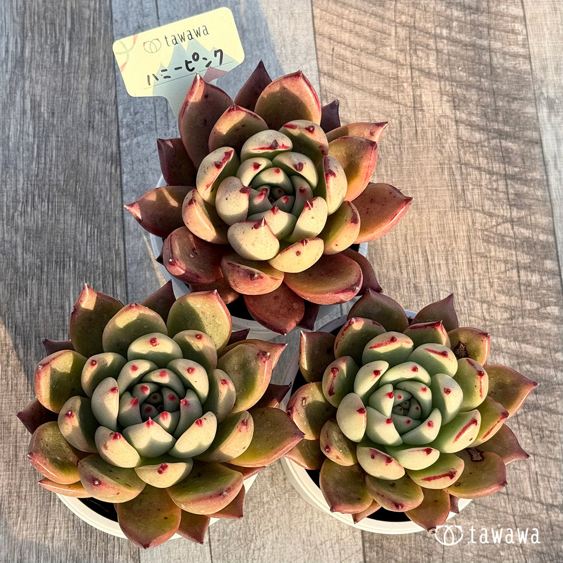 ハニーピンク 【tawawaハウス苗】