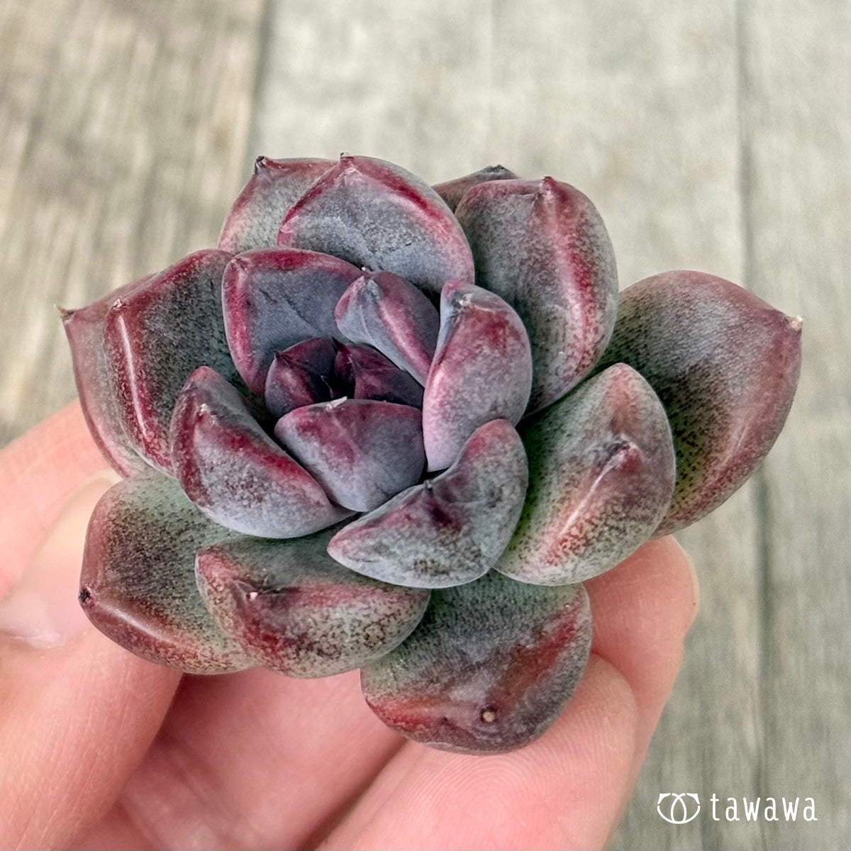 *新入荷* CN.238(チャンヒー農園苗)