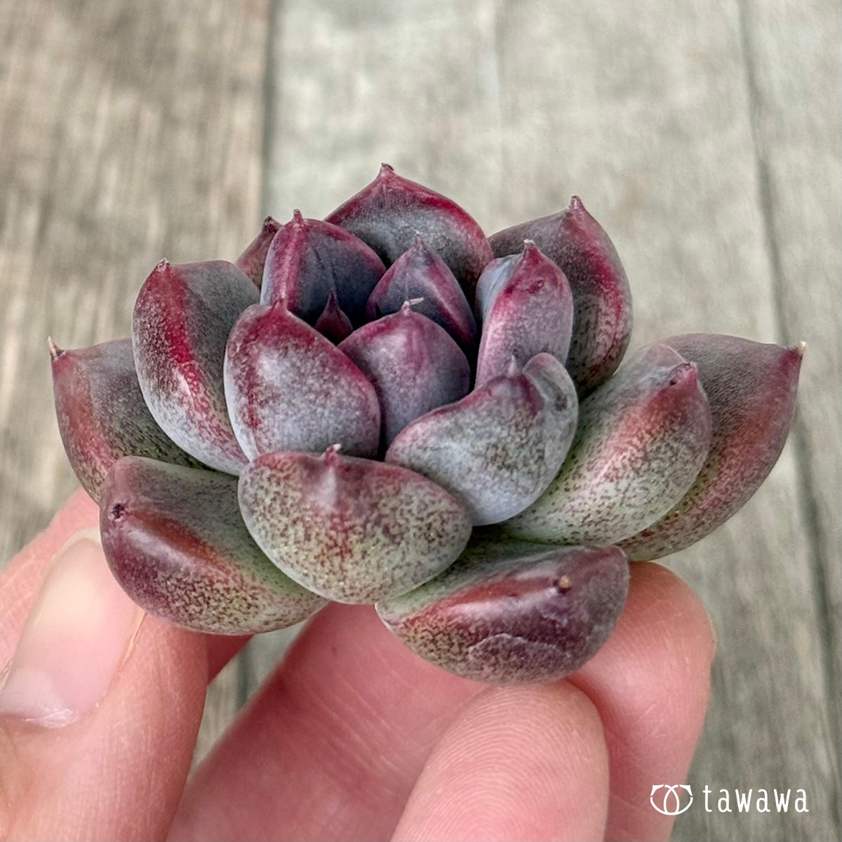 *新入荷* CN.238(チャンヒー農園苗)