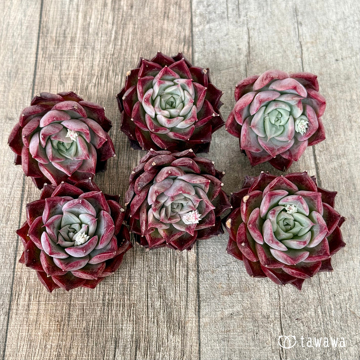 *新入荷* SK.1 (チャンヒー農園苗)