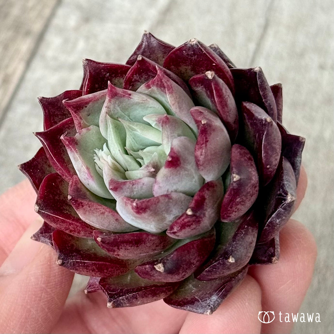 *新入荷* SK.1 (チャンヒー農園苗)