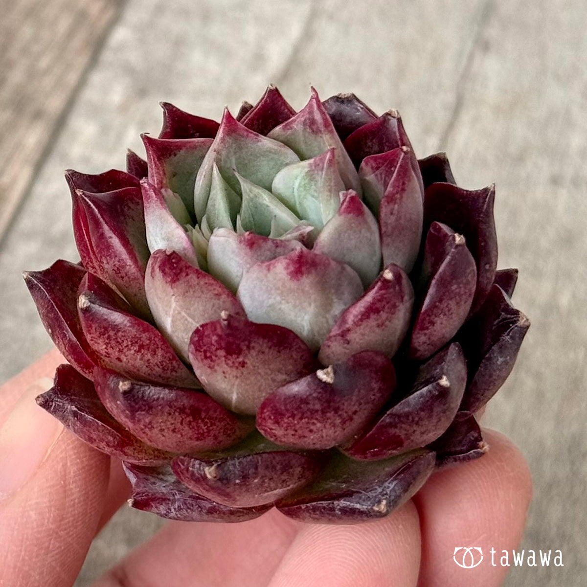 *新入荷* SK.1 (チャンヒー農園苗)