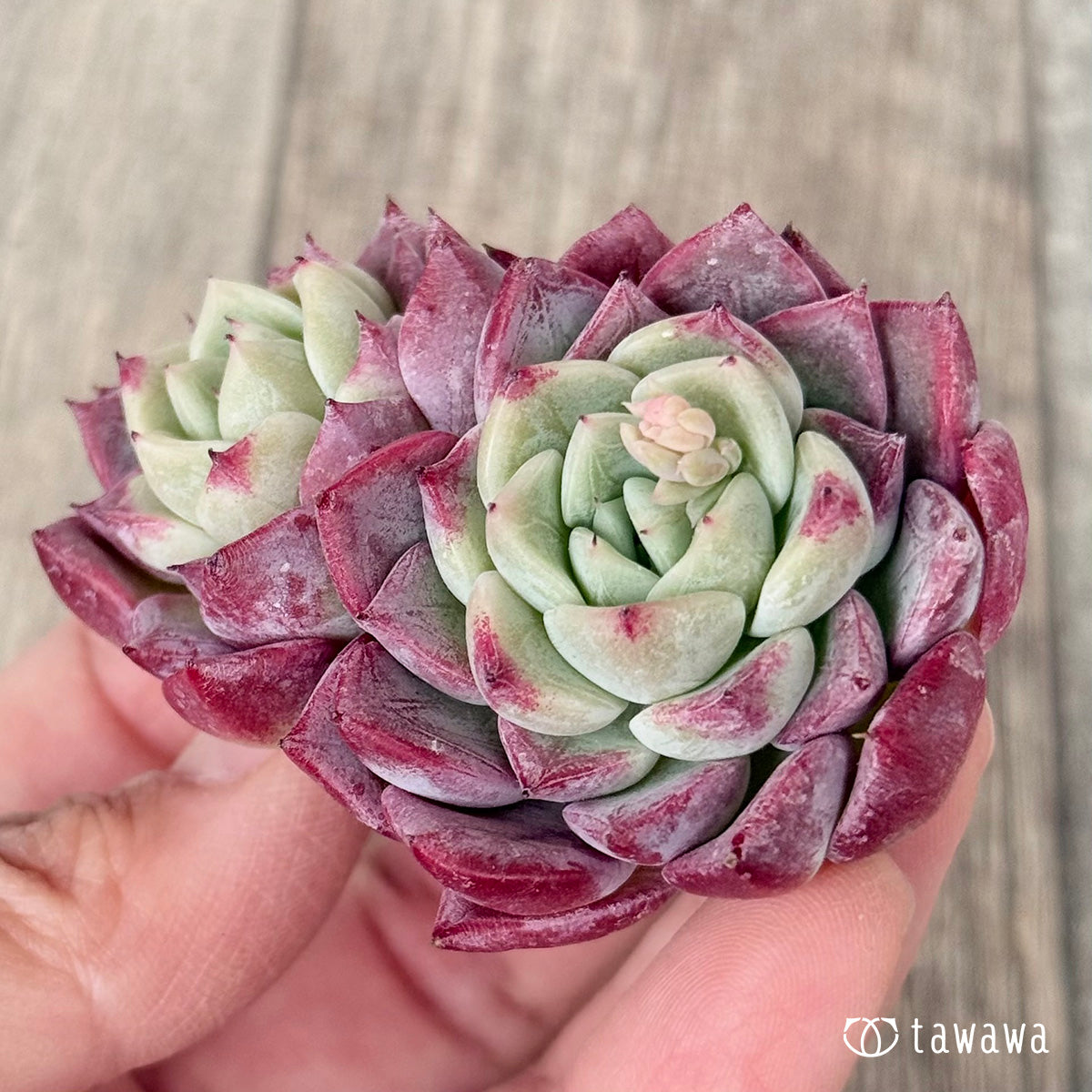 *新入荷* アイスサラ【多頭】(チャンヒー農園苗)