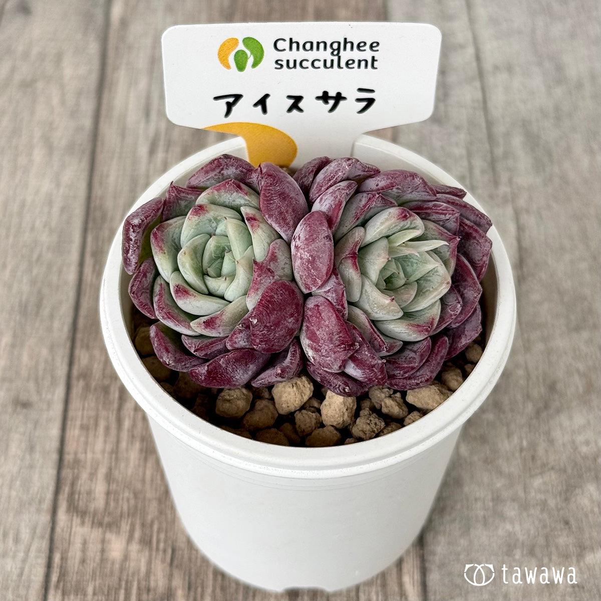 *新入荷* アイスサラ【多頭】(チャンヒー農園苗)