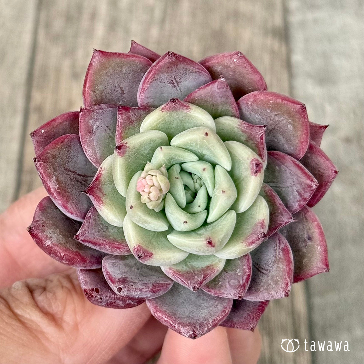 *新入荷* アイスサラ【単頭】(チャンヒー農園苗)