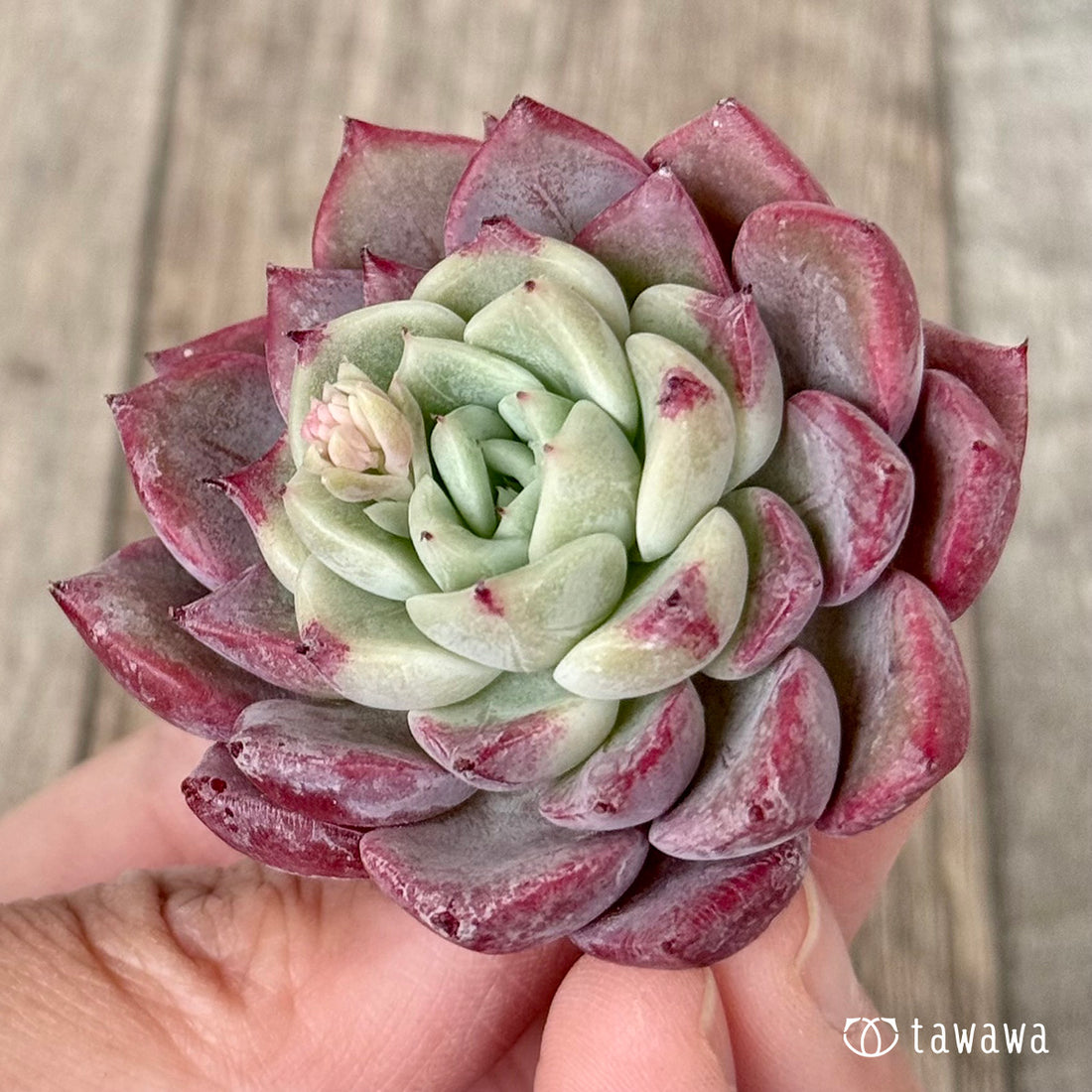 New Arrivals: Ice Green