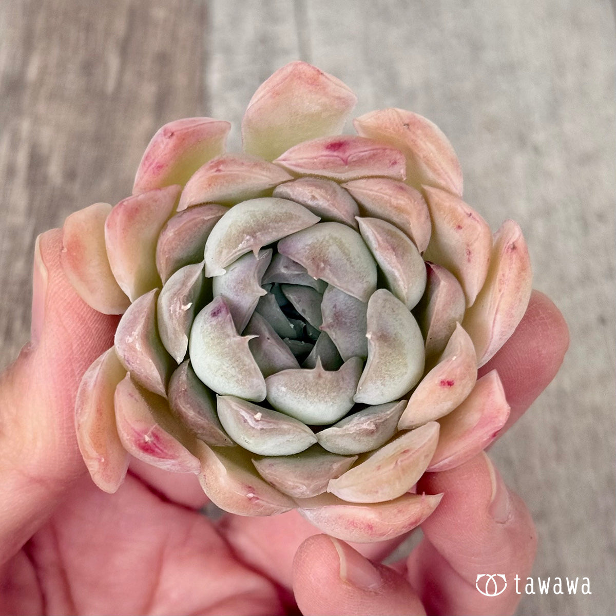 New Arrivals: Ice Green