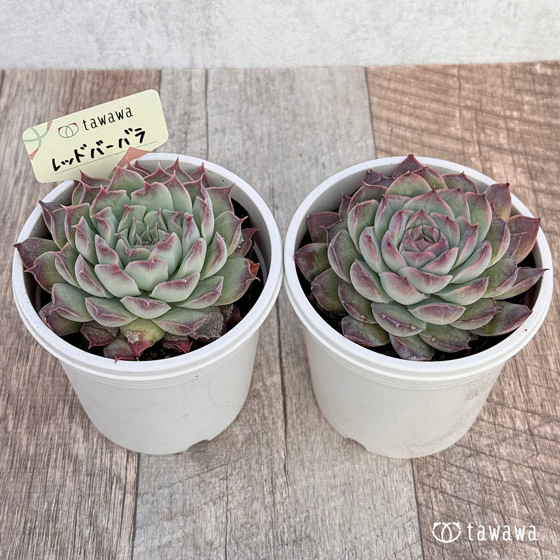 レッドバーバラ 【tawawaハウス苗】