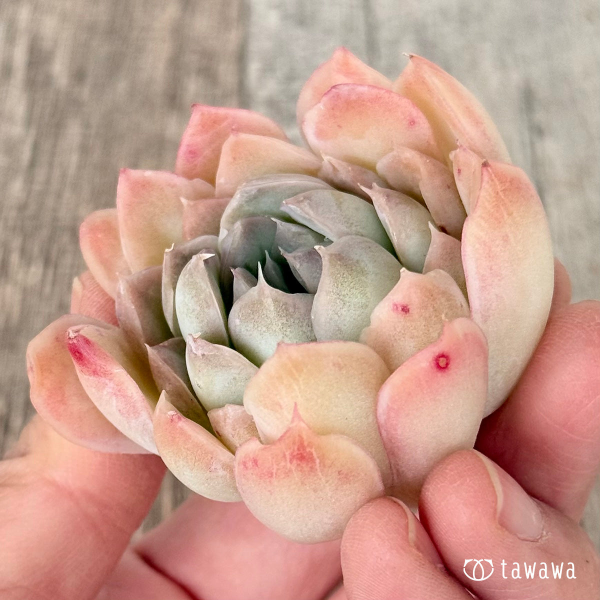 New Arrivals: Ice Green