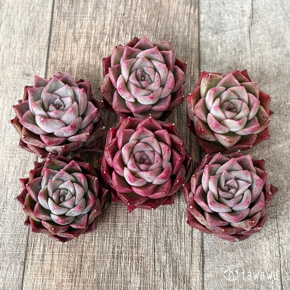 *新入荷* SK.7(チャンヒー農園苗)