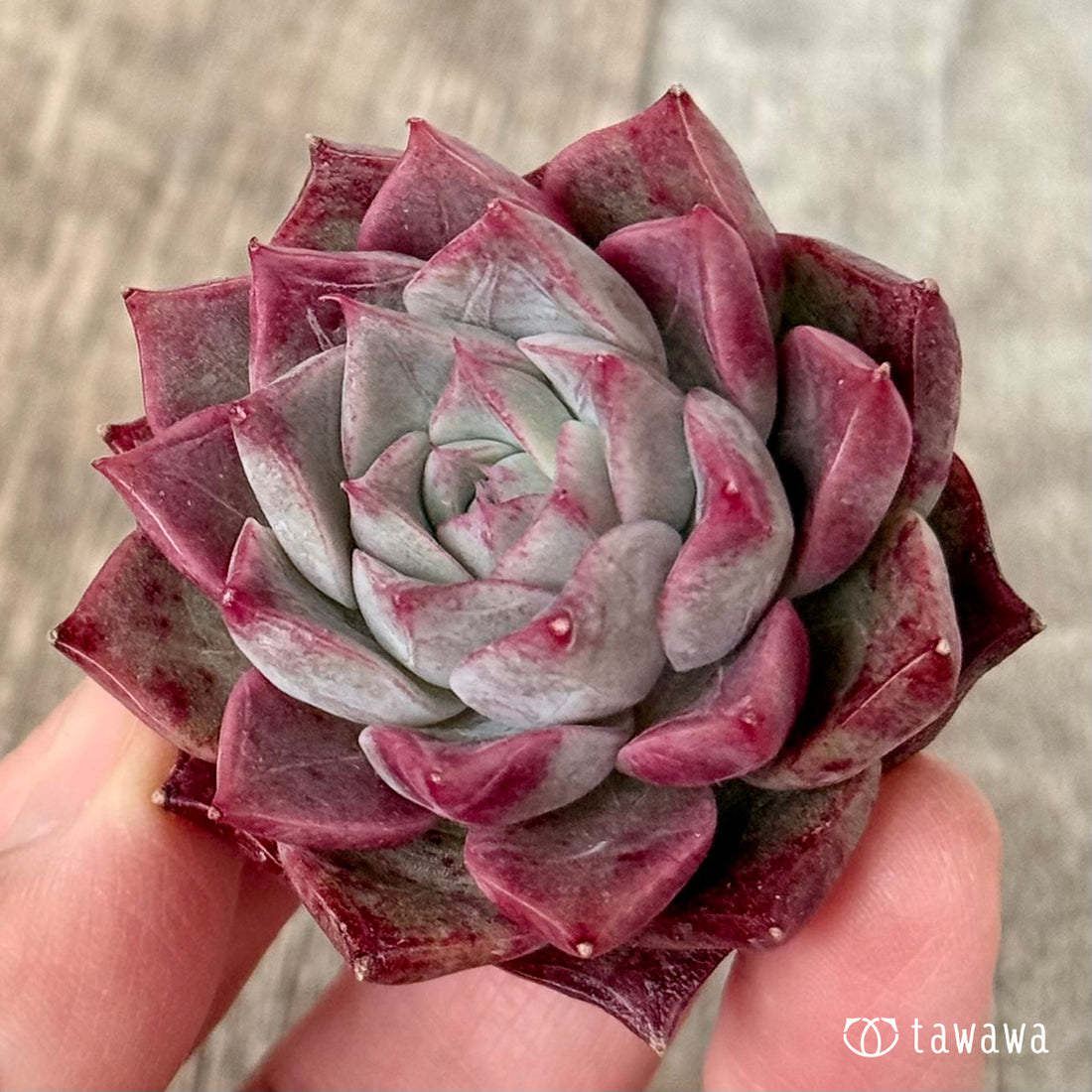 *新入荷* SK.7(チャンヒー農園苗)