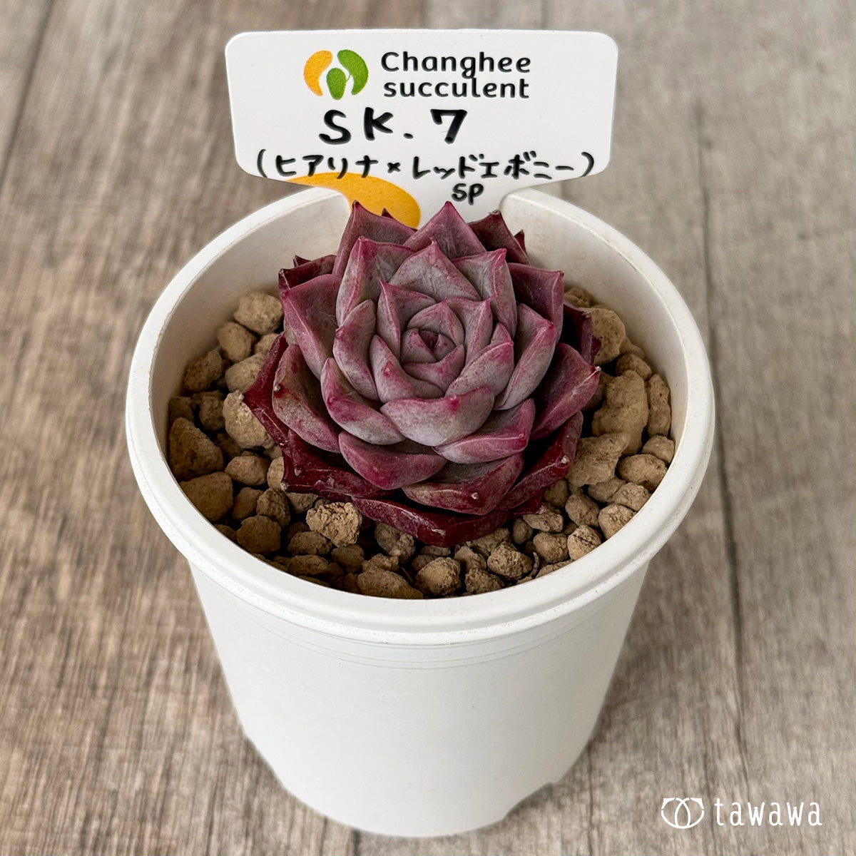 *新入荷* SK.7(チャンヒー農園苗)