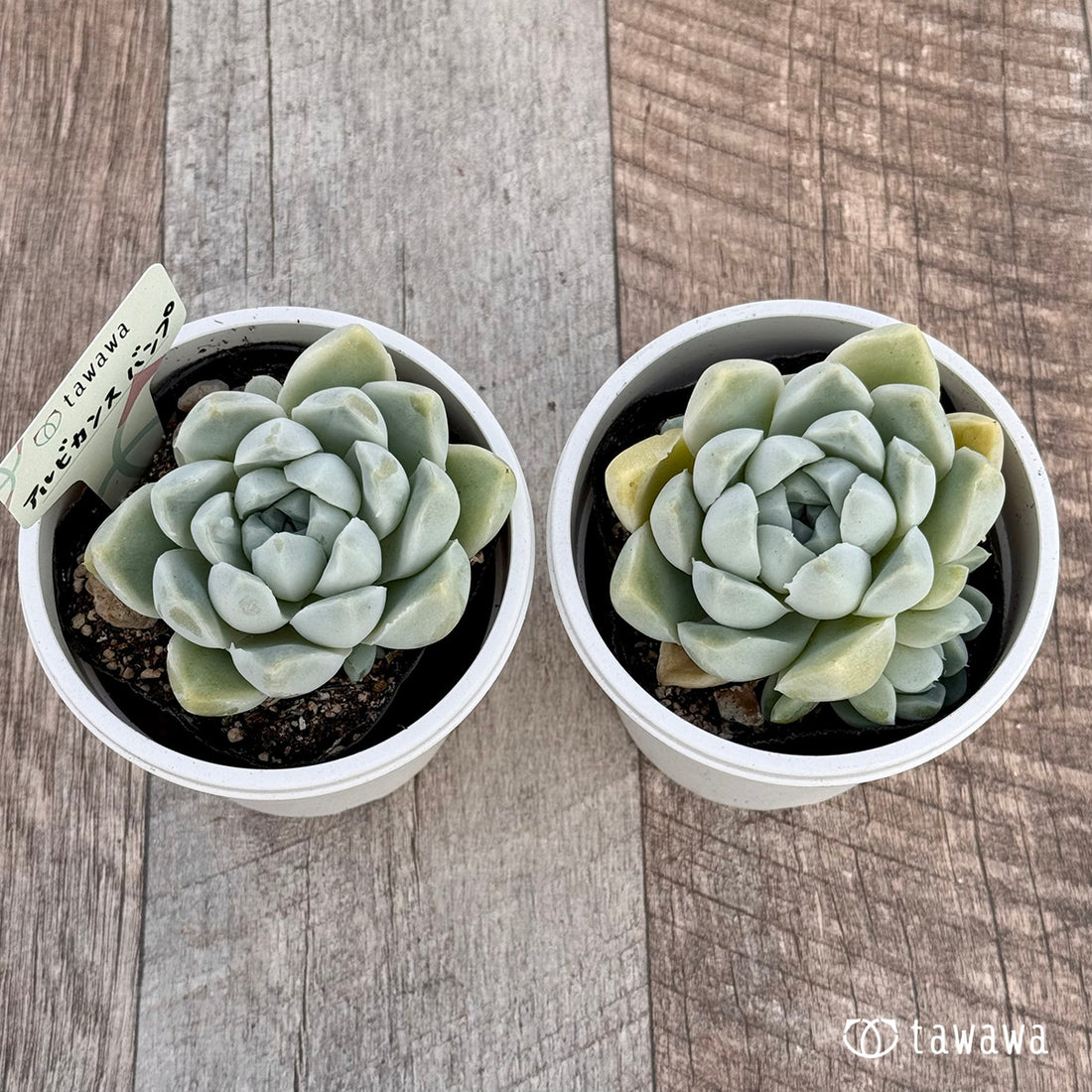 アルビカンス バンプ 【tawawaハウス苗】