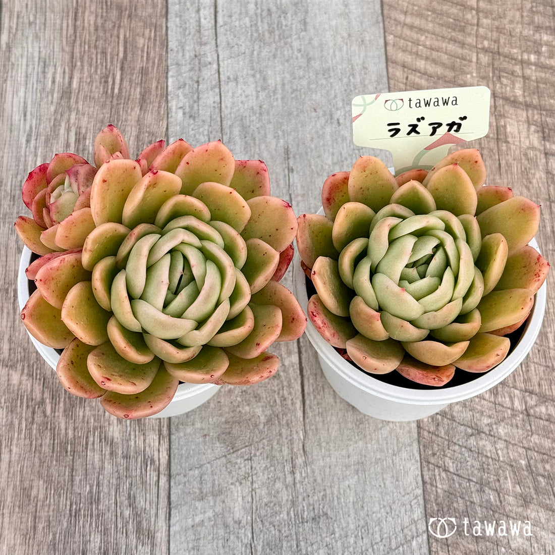 ラズアガ 【tawawaハウス苗】