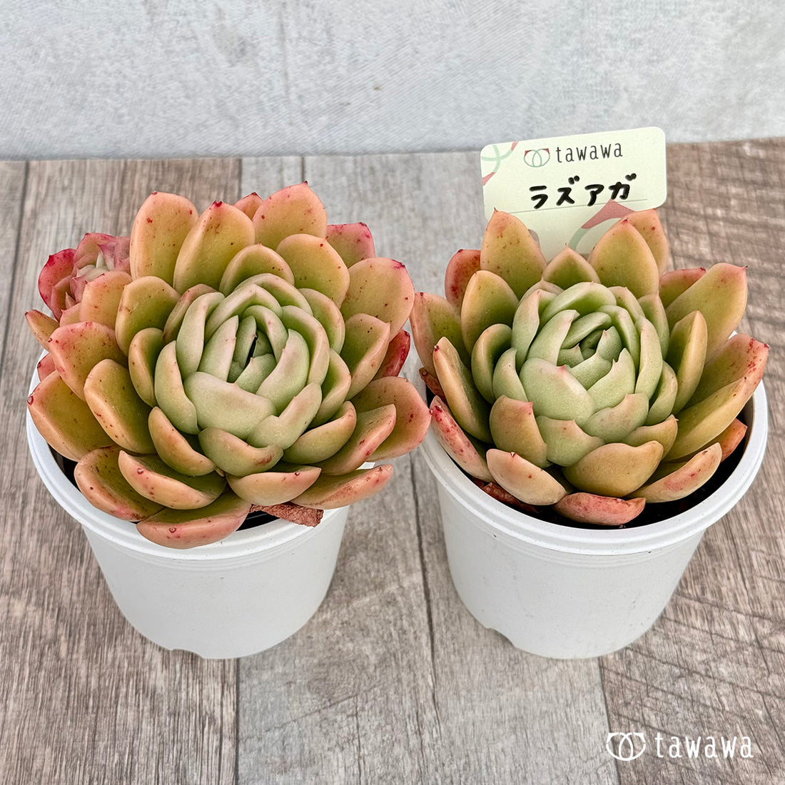 ラズアガ 【tawawaハウス苗】