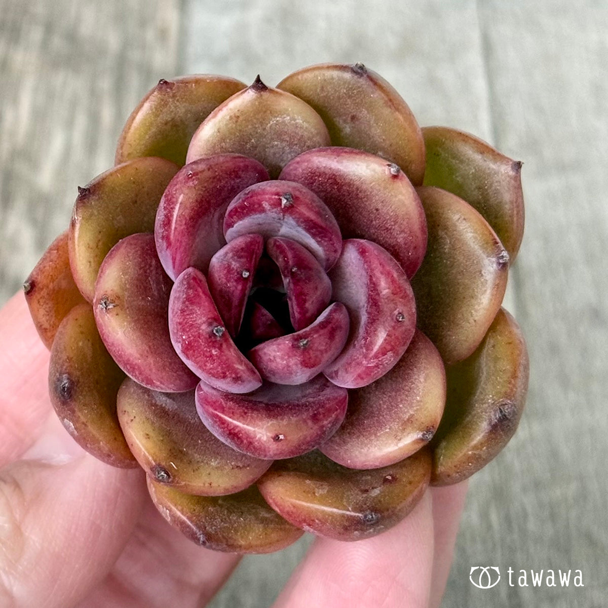 2/18発売】ブラックピンク（チャンヒー農園苗） – 多肉植物の通販