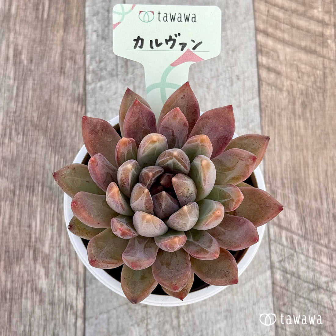 カルヴァン 【tawawaハウス苗】